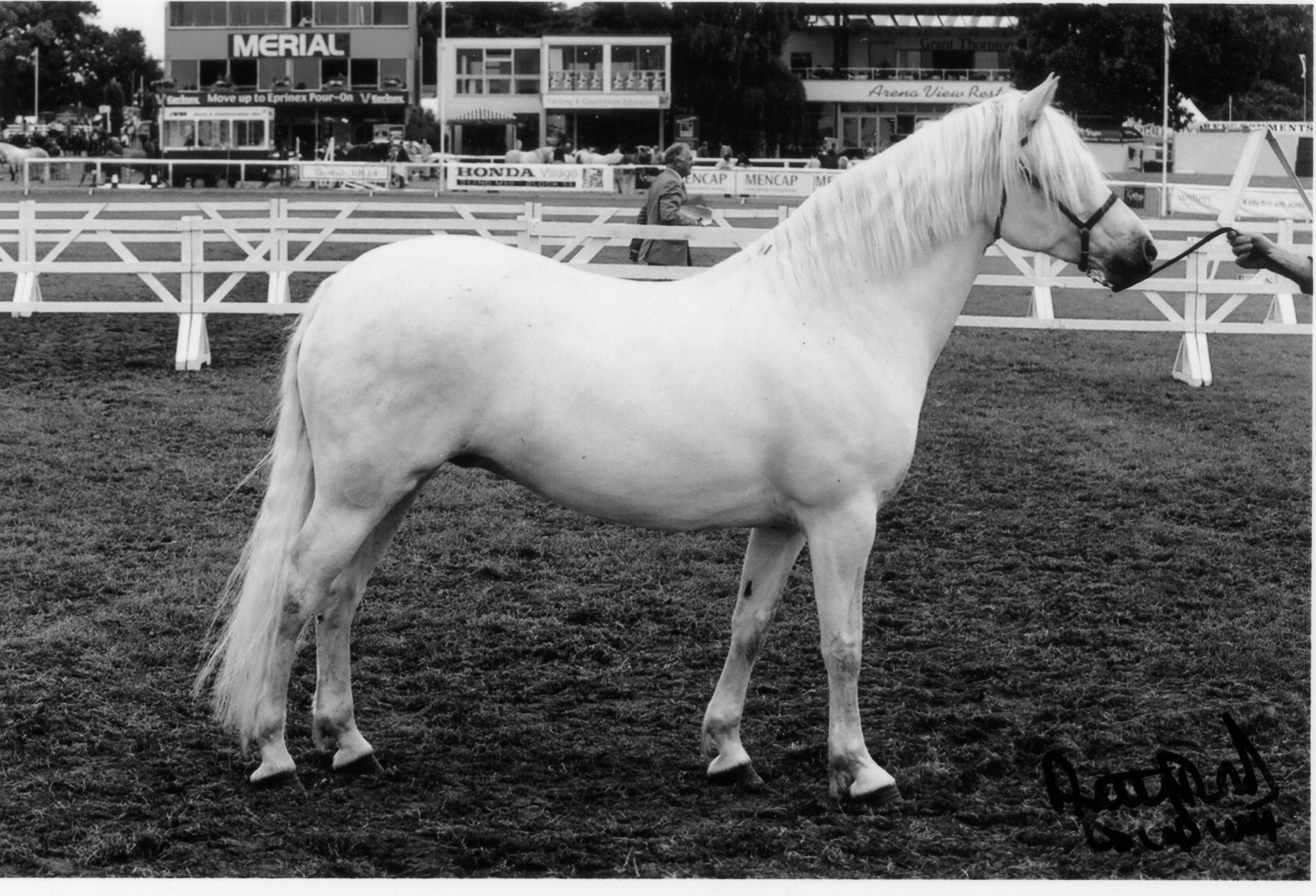 merit-awards-british-connemara-pony-society