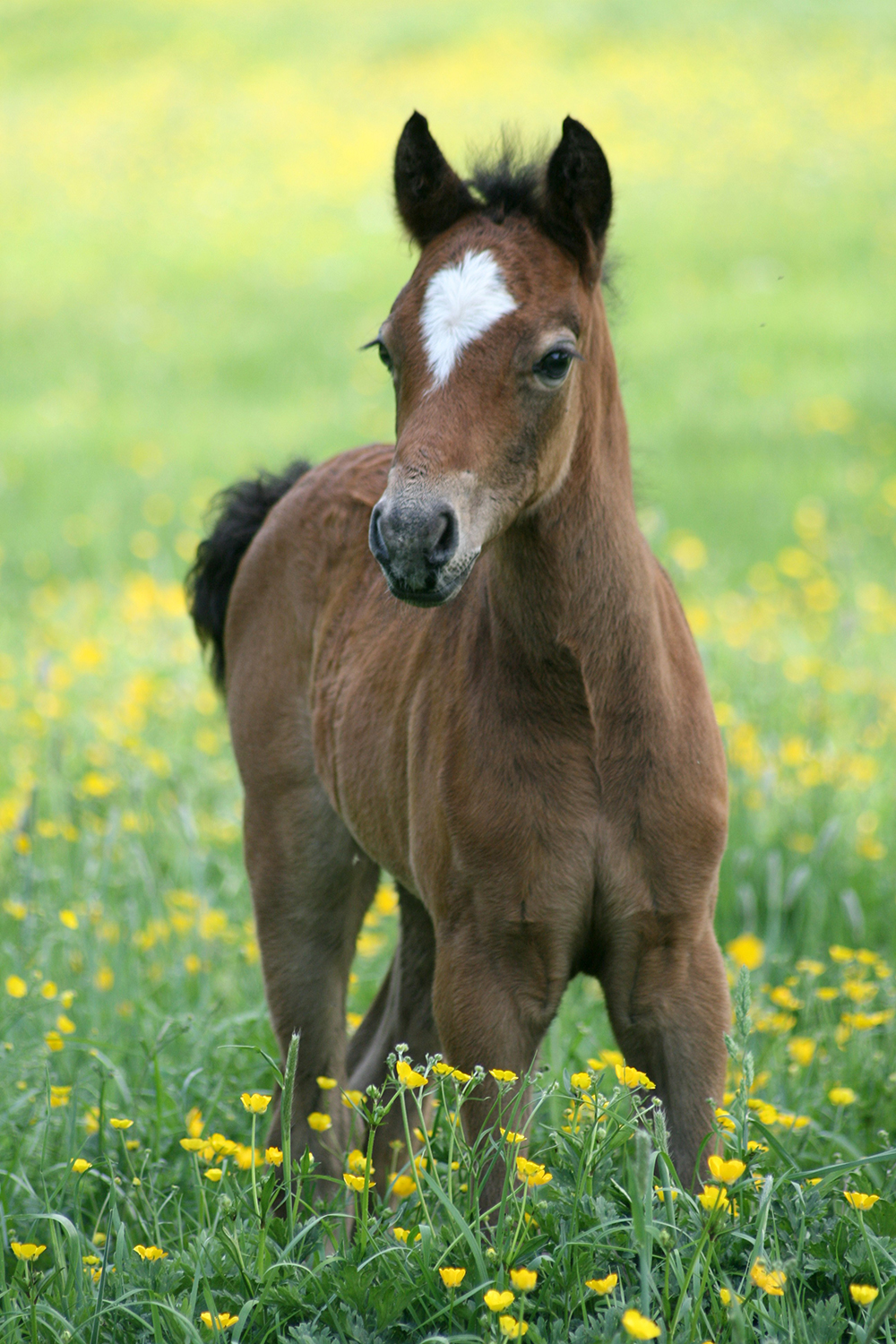 New Registrations - British Connemara Pony Society